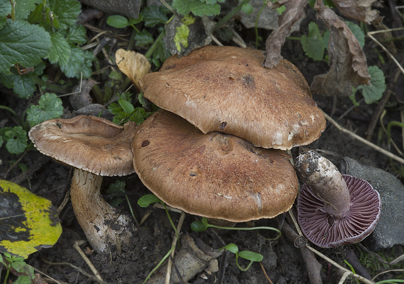 Cortinarius lucorum